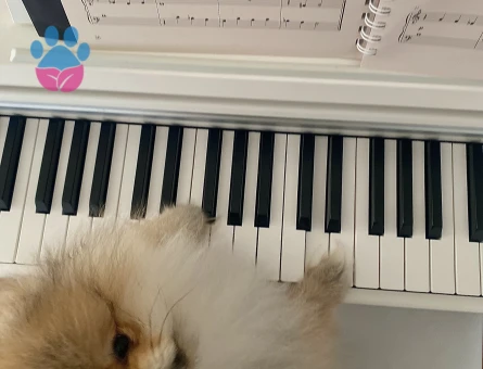 Safkan Pomerian oğluma dişi eş arıyorum