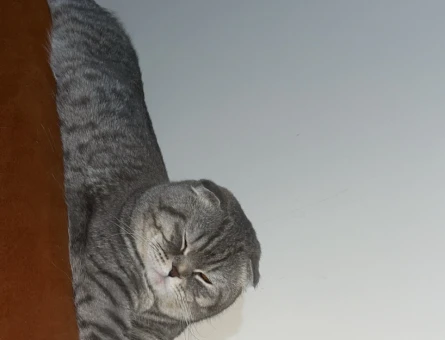 Kedi ilanı - 118979639