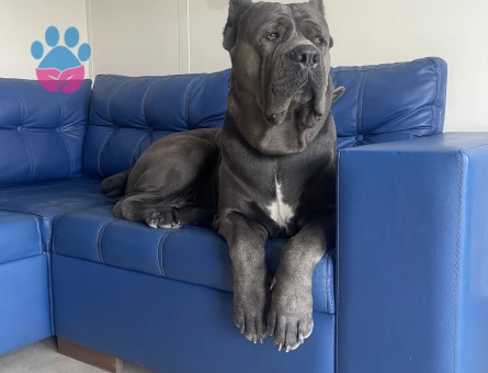 ORJİNAL CANE CORSO OĞLUMUZA EŞ ARIYORUZ