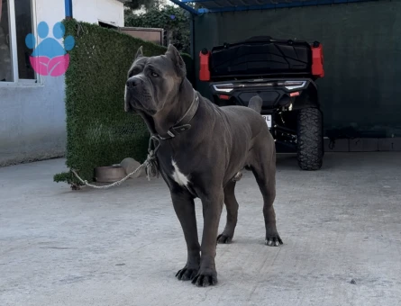 ORJİNAL CANE CORSO OĞLUMUZA EŞ ARIYORUZ