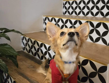 Chihuahua CİNSİ ERKEK KÖPEĞİM EŞ ARIYOR!!!! - 118979641