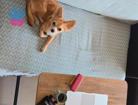 Chihuahua CİNSİ ERKEK KÖPEĞİM EŞ ARIYOR!!!!