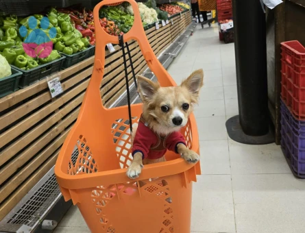 Chihuahua CİNSİ ERKEK KÖPEĞİM EŞ ARIYOR!!!!