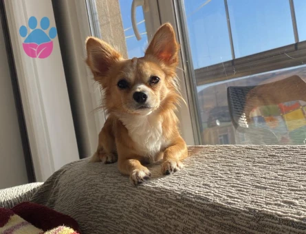 Chihuahua CİNSİ ERKEK KÖPEĞİM EŞ ARIYOR!!!!