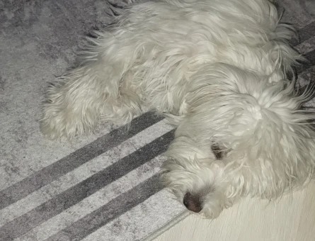 Erkek Terrier - 118979642