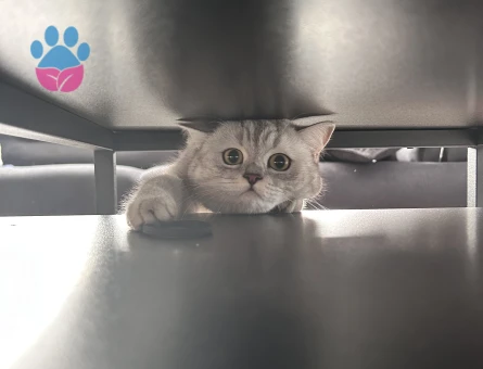 Silver British Shorthair Dişi Kedimize Eş Arıyoruz