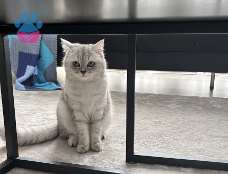 Silver British Shorthair Dişi Kedimize Eş Arıyoruz