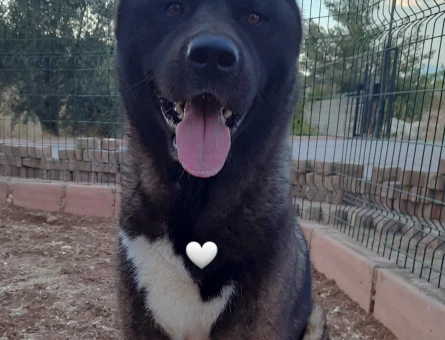 Amerikan Akita - 118979648