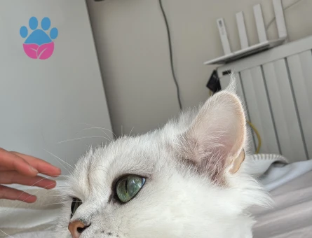 British Longhair 3 Yaşında Eş Arıyor - 118985070