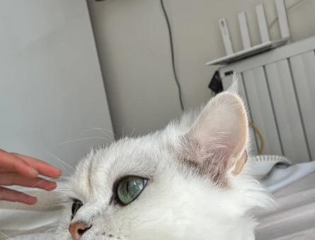 British Longhair 3 Yaşında Eş Arıyor - 118985070