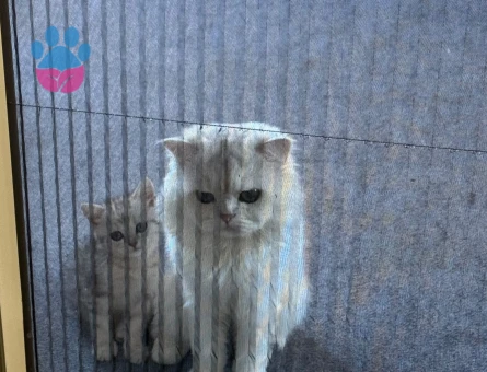 British Longhair 3 Yaşında Eş Arıyor - Görsel 3