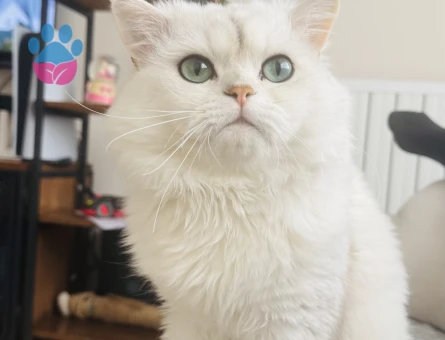 British Longhair 3 Yaşında Eş Arıyor - Görsel 4
