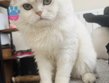 British Longhair 3 Yaşında Eş Arıyor - Görsel 5