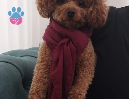 Toy Poodle Olli 2 Yaşında Eş Arıyor - Görsel 2