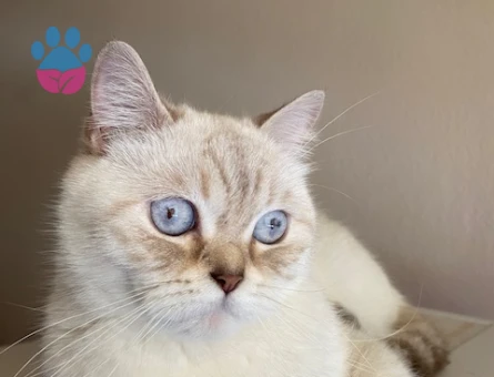 British Shorthair 3 Yaşındaki Kızıma Eş Arıyorum - 118985077