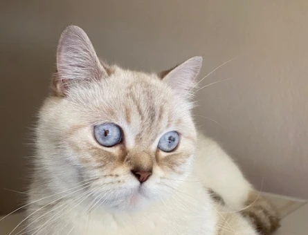 British Shorthair 3 Yaşındaki Kızıma Eş Arıyorum - 118985077