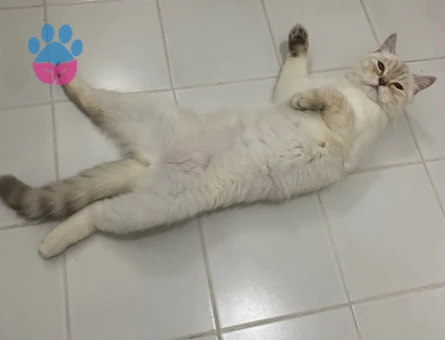 British Shorthair 3 Yaşındaki Kızıma Eş Arıyorum - Görsel 3