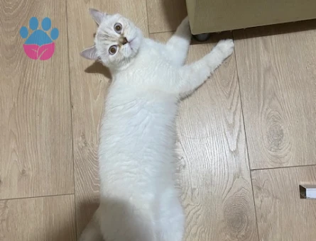 British Shorthair 3 Yaşındaki Kızıma Eş Arıyorum - Görsel 4