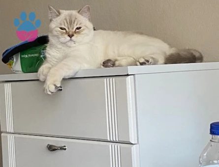 British Shorthair 3 Yaşındaki Kızıma Eş Arıyorum - Görsel 5