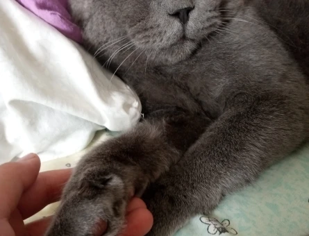 Scottish Fold Kedime Eş Arıyorum - 118972132