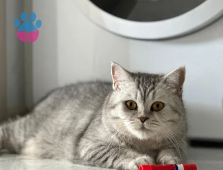British Shorthair 4 Yaşında Eş Arıyor