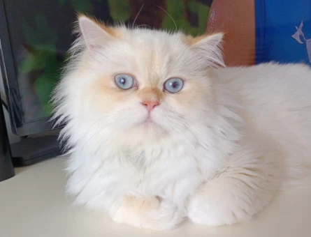 British Longhair Pamuk Oğluma Eş Arıyorum - 118972133