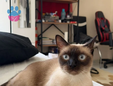 Siyam Kızıma Eş Arıyorum