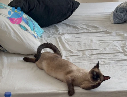 Siyam Kızıma Eş Arıyorum