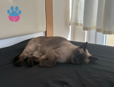 Siyam Kızıma Eş Arıyorum