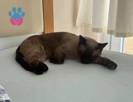 Siyam Kızıma Eş Arıyorum