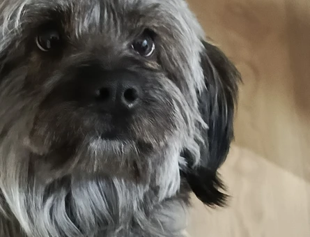 Yorkshire Terrier 1 Yaşında Köpeğim Eş Arıyor - 118980075