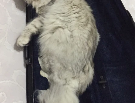 3 Yaşında Scottish Longhair Kedim Eş Arıyor - 118980083