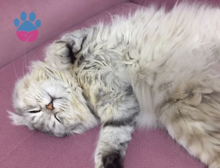 3 Yaşında Scottish Longhair Kedim Eş Arıyor