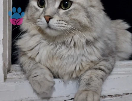 3 Yaşında Scottish Longhair Kedim Eş Arıyor