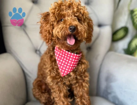 Toy Poodle 1,5 Yaşında Erkek Kızgınlıkta