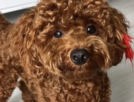 Toy Poodle 1,5 Yaşında Erkek Kızgınlıkta - 118980086
