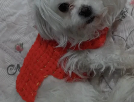 Maltese terrier 3 Yaşında Köpeğim Eş Arıyor - 118980087