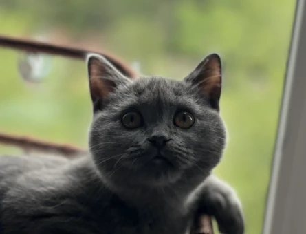 British shorthair 9 Aylık Kedim Eş Arıyor - 118980090
