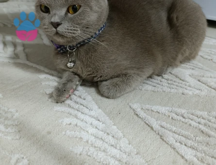 Kizim badem e yakışıklı damat ariyorum