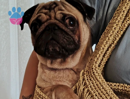 Pug Erkek Kendi Renginde Eş Arıyoruz