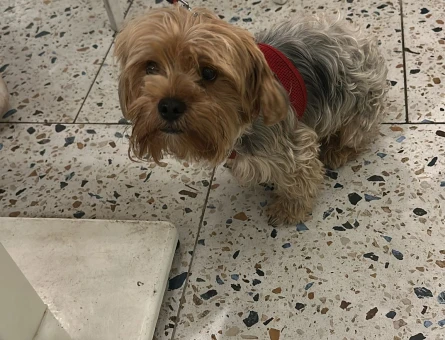 Yorkshire Terrier Köpeğime Eş Arıyorum - 118980096