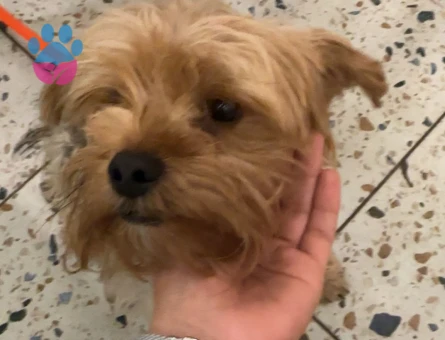Yorkshire Terrier Köpeğime Eş Arıyorum
