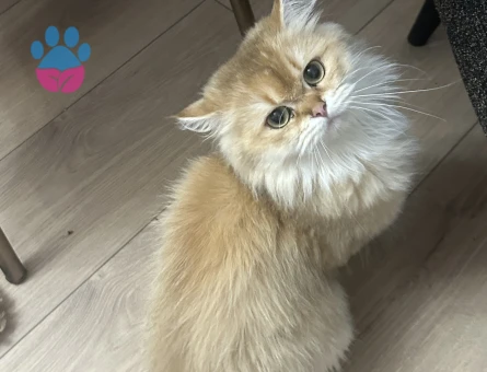 British longhair dişi kedime eş arıyorum