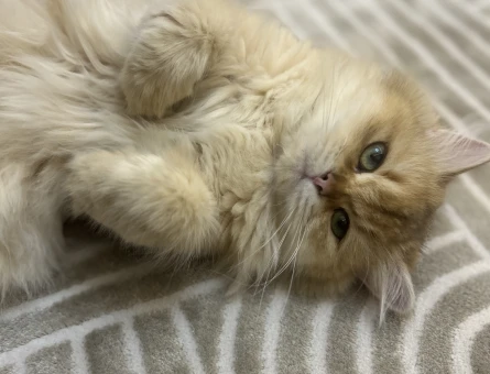 British longhair dişi kedime eş arıyorum - 118980097