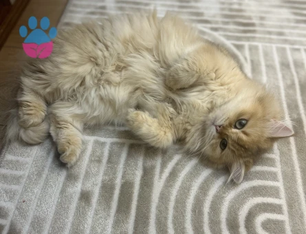 British longhair dişi kedime eş arıyorum