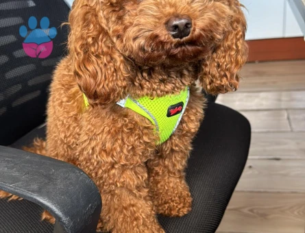 Toy Poodle Yakışıklı Oğluma Eş Arıyorum