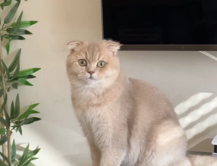 8 Aylık Scottish Fold kedime eş arıyorum - 118972540