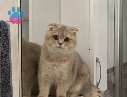 8 Aylık Scottish Fold kedime eş arıyorum
