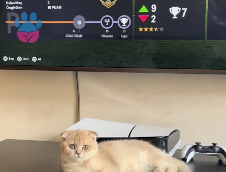 8 Aylık Scottish Fold kedime eş arıyorum