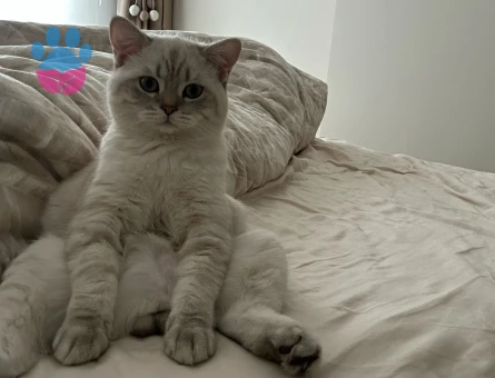 OĞLUMA GELİN ADAYI ARIYORUM